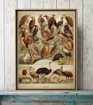 Fantastiske Fugle Yngler Print Ugle Papegøje Indendørs Væg Dekoration