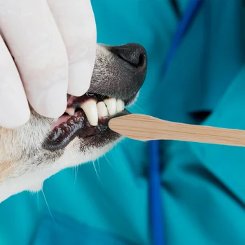 2stk Hund Tandbørste Pet Grooming Børster Dobbelt-ende Tandbørster til Hjemmet