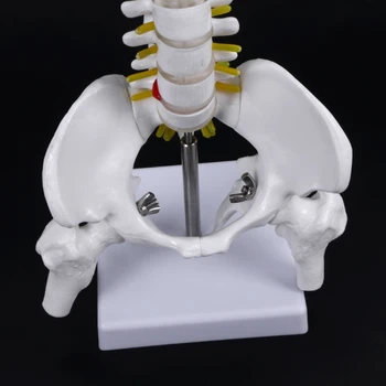45Cm Fleksibel 1:1 Voksen Columna Bøje Ryggen Model Mennesker Skelet Model med diskusprolaps Bækken Model, der Anvendes til Massage ,Yoga