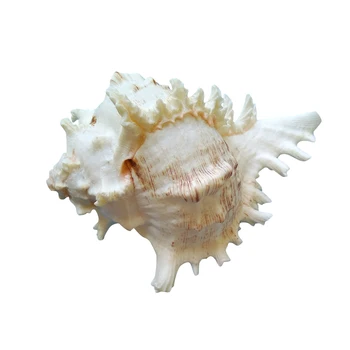 15cm 16cm Kirin Conch Shell Snegle Prøve Tusindvis Hånd Snegle Conch Shell Nautiske Hjem Akvarium Landskab Dekoration