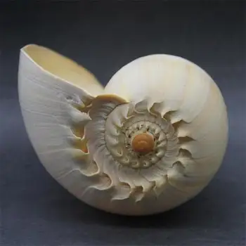 Overdimensionerede golden snegle kan høre lyden af havet, der kan lyde hjem dekoration, gaver, kunsthåndværk